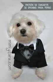 Las mascotas y el gran día - 4