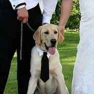 Las mascotas y el gran día - 8