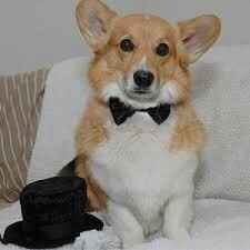 Las mascotas y el gran día - 10