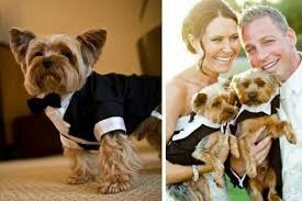 Las mascotas y el gran día - 1