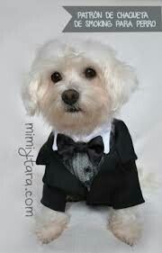 Las mascotas y el gran día - 4