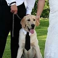 Las mascotas y el gran día - 8