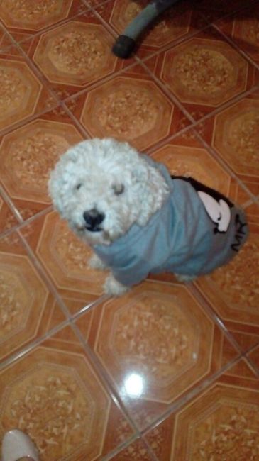 Las mascotas y el gran día - 1