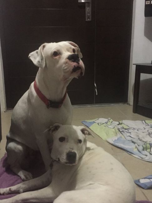 Mascotas en el hogar ¿sí o no? - 2
