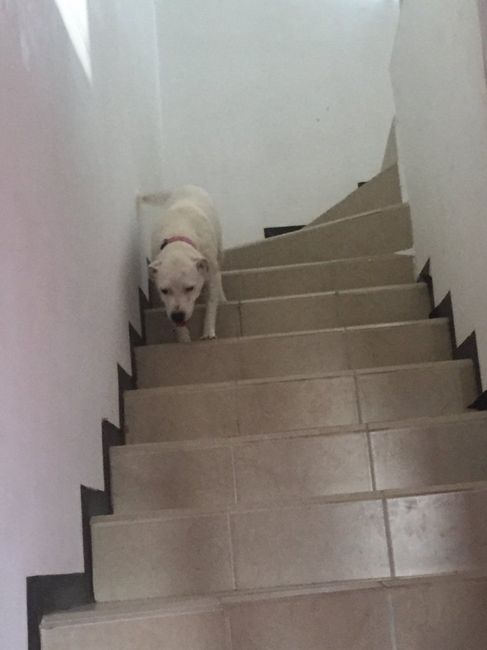Mascotas en el hogar ¿sí o no? - 3