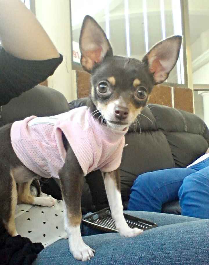 Lunetita