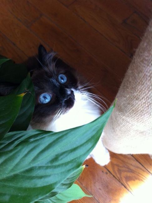 Presenten mascotas.... - 2