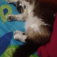 Presenten mascotas.... - 1