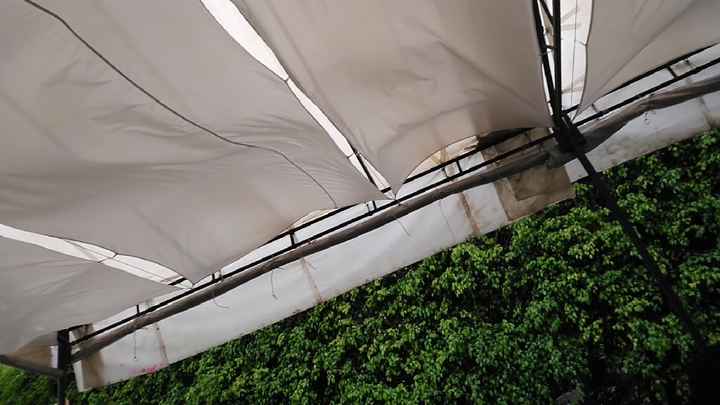 Scouting de Lugares:jardín Ixpanco - 6