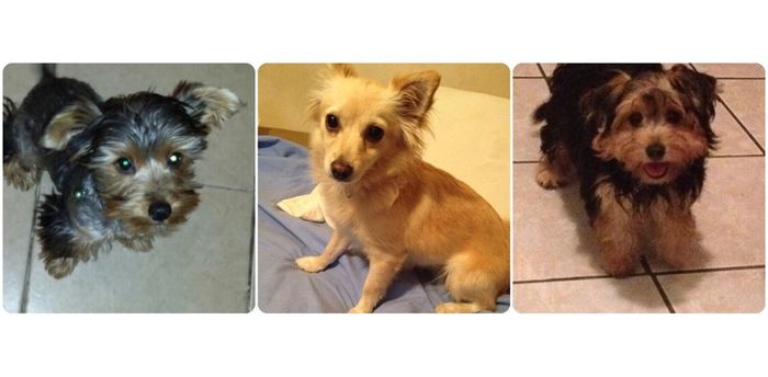 La foto de tu mascota! - 1