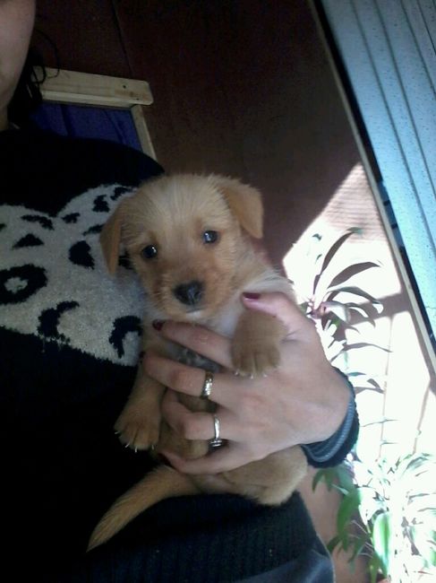 Presenten mascotas.... - 2