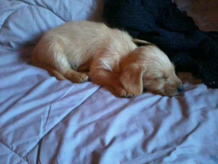 Presenten mascotas.... - 1
