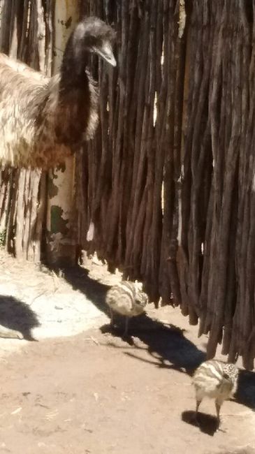 Vamos a jugar un rato - 1