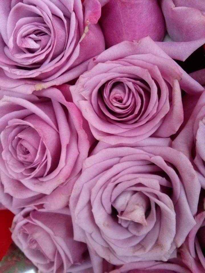 Flores de ensueño