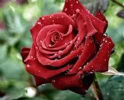 ROSA!!!!!!