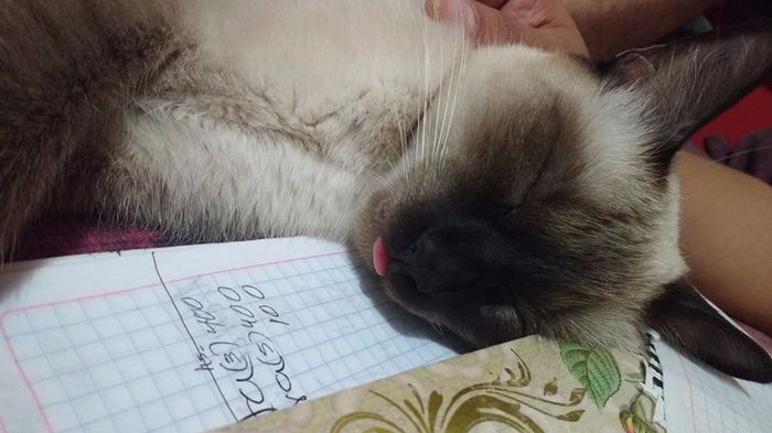 MICHU 