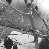 MI ANILLO DE COMPROMISO