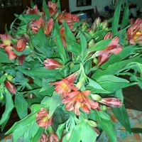 Flores