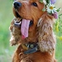 mascota en la boda
