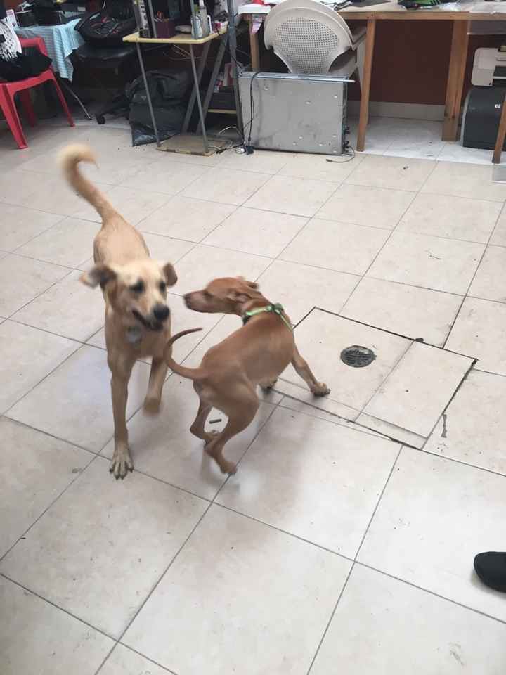 Tu mejor amigo en tu día... amantes de los perros!! - 1