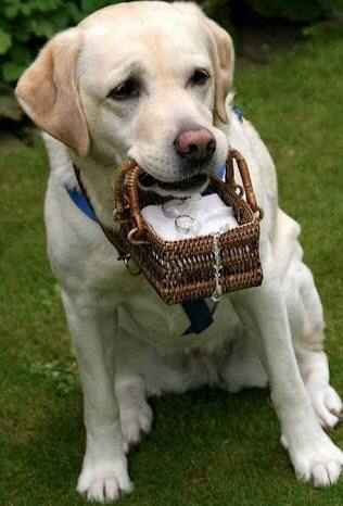 Mi perrita para paje!! !?? - 1