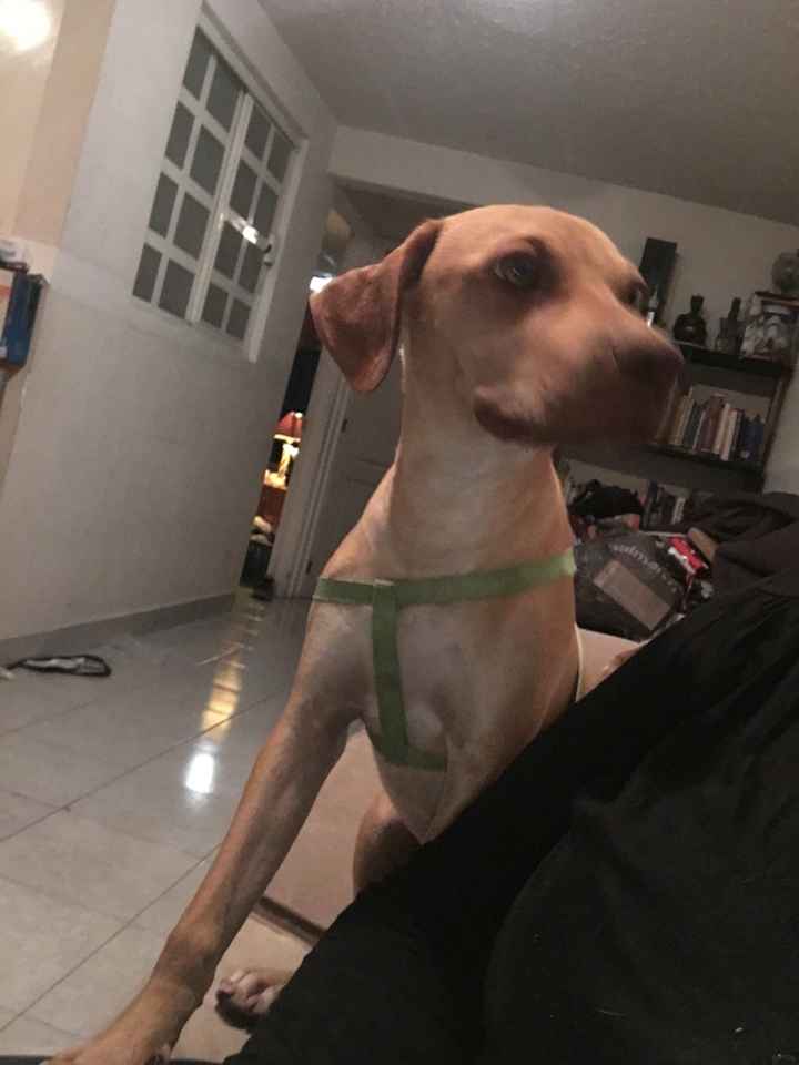 Perrhijo en la boda - 2