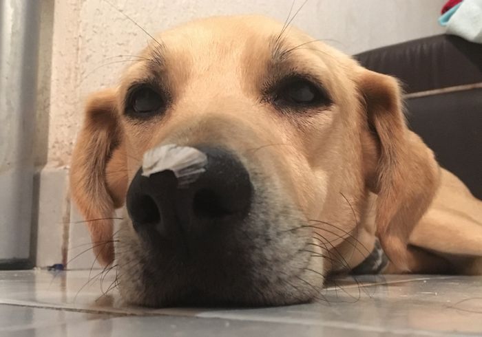 Mi perrita para paje!? - 1