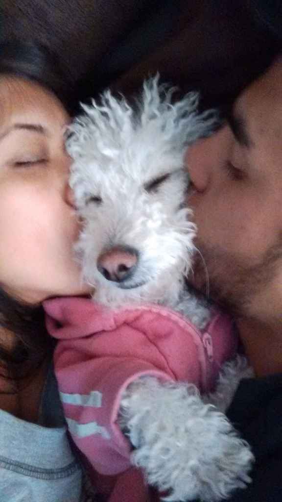 Mascotas en el día b - 1