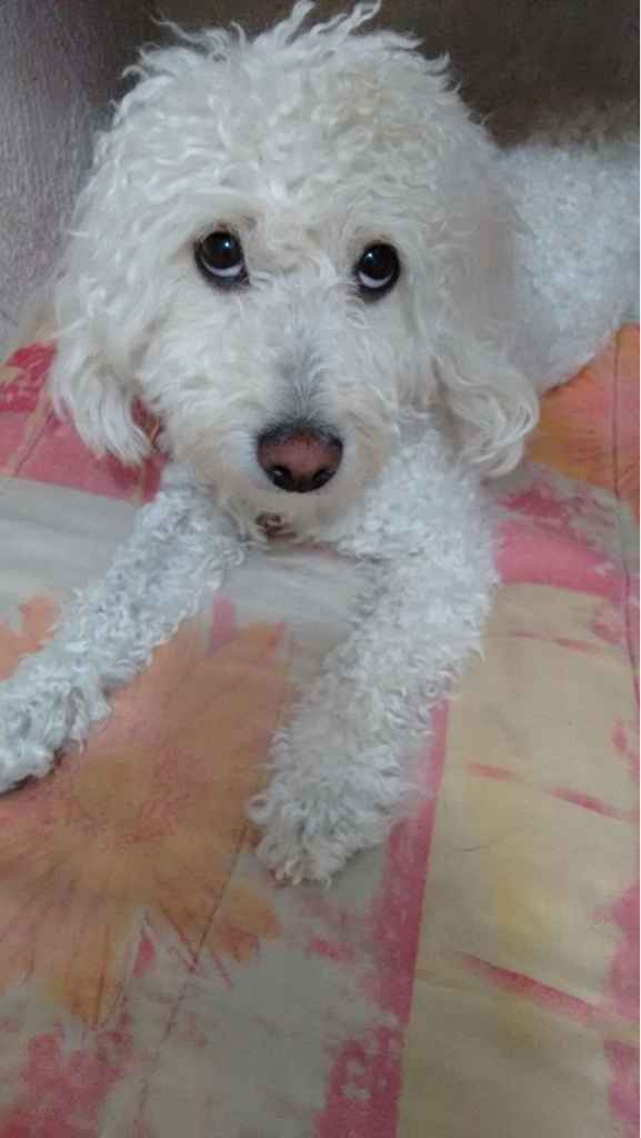 Tu mejor amigo en tu día... amantes de los perros!! - 1