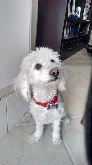 ¿Tu perro estará presente en tu boda? - 1