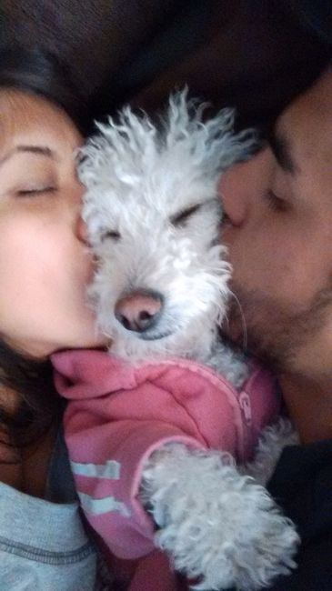 Mascotas en el día b - 1