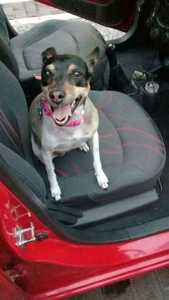 Incluir a nuestra mascota  (hijos perrunos) en la boda - 1