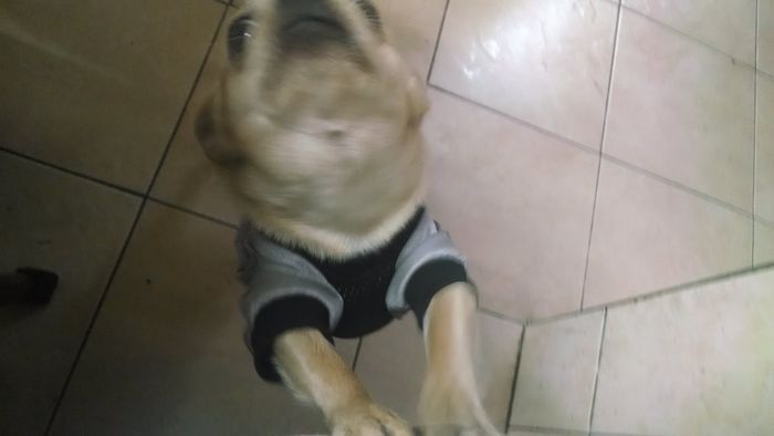 Presenten mascotas.... - 1