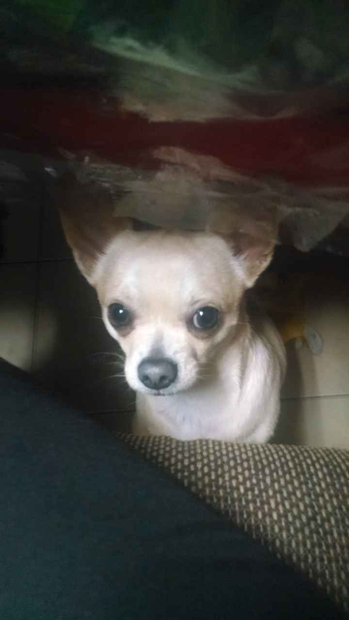 La foto de tu mascota! - 1