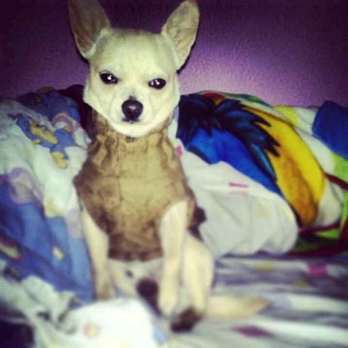 Presenten mascotas.... - 1