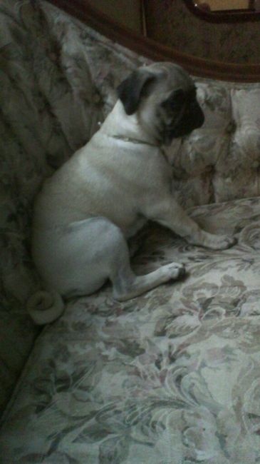 Presenten mascotas.... - 1