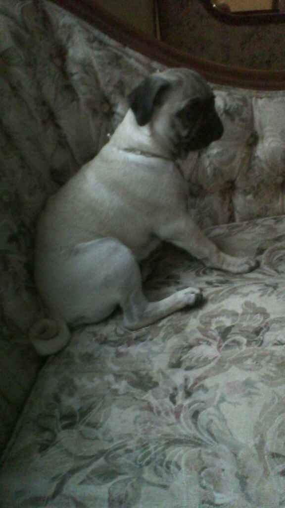 Presenten mascotas.... - 1