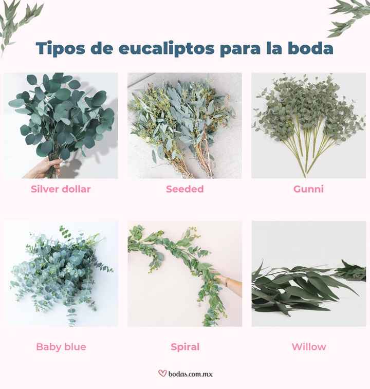 Tipos de eucaliptos para adornar tu boda 🌱 - 1