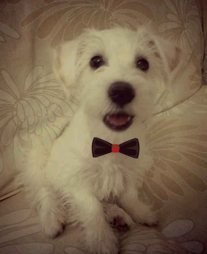 Presuman su foto... las mascotas!! - 2