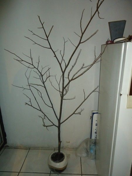Arbol de los deseos 