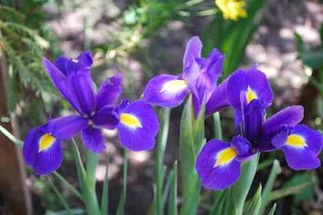 ¿lirios o no lirios? (más bien... ¿azules o no azules? - 2