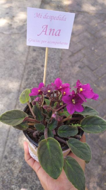 Despedida de Soltera 3