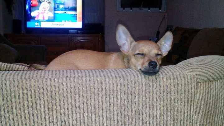 Hermoso regalo...mi peludo fiel!! - 1