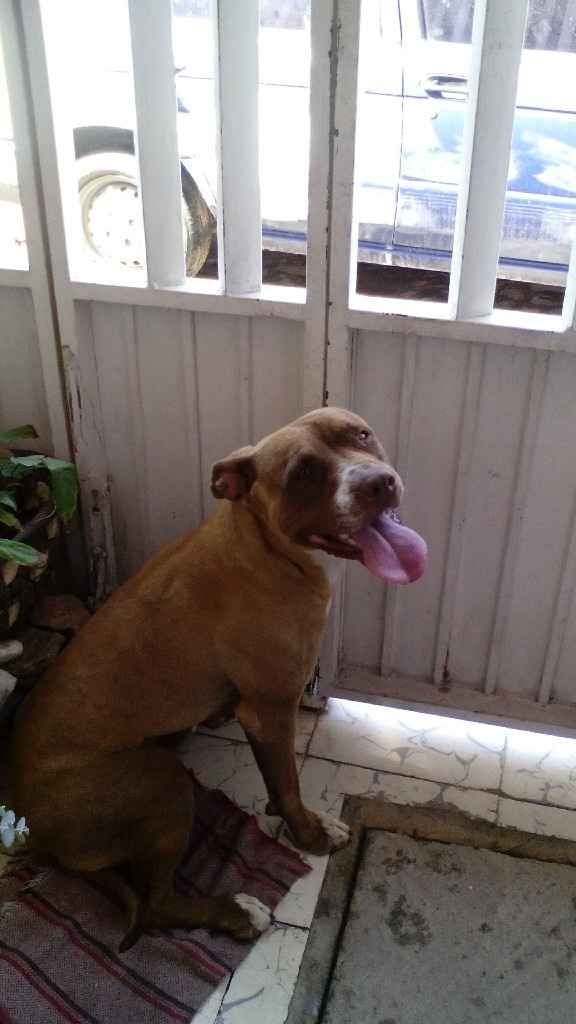 Hermoso regalo...mi peludo fiel!! - 2