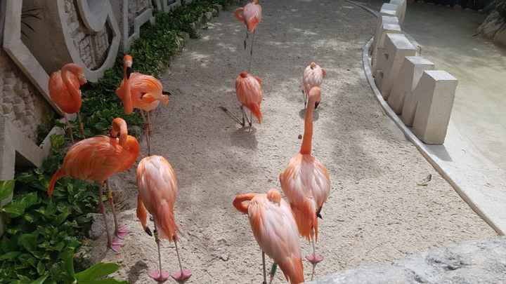 no tengo foto del momento exacto pero ese dia andabamos en xcaret