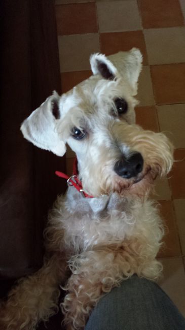 Nuevo integrante: Mascota - 1