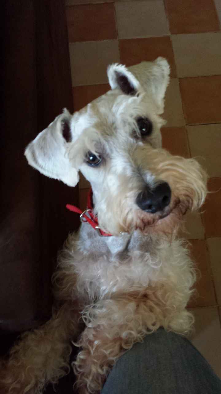 Nuevo integrante: Mascota - 1