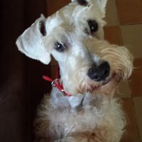 Nuevo integrante: Mascota - 1