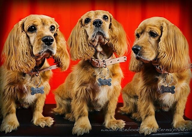 Sesión de fotografía con tus mascotas. ¡me encanta! - 1