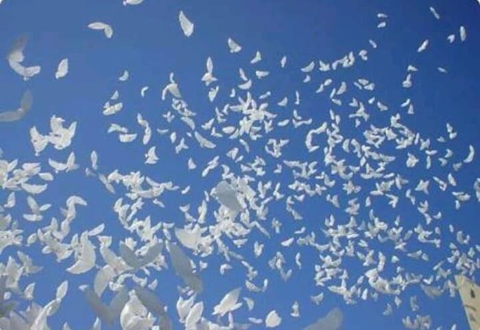 El significado de las palomas en una boda 7